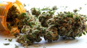Pain Patients Prefer Cannabis to Opiates