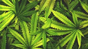 Gallup Poll Shows 64 Percent of Americans Favor Legal Marijuana